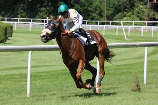 CBD for Horses Can Increase Performance and Happiness