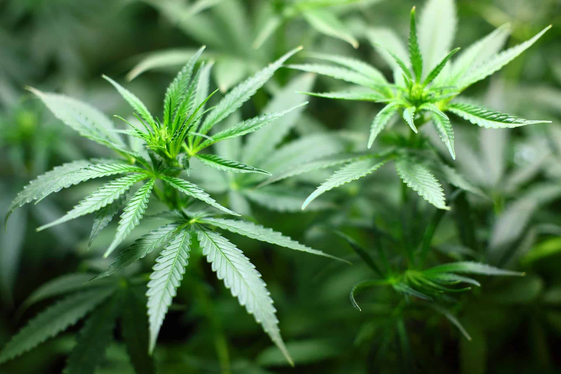 CBD Flower