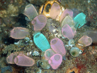 Sea squirts have primitive endocannabinoid systems.