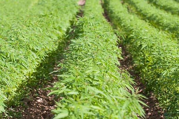 Don't buy CBD online from a poor source.