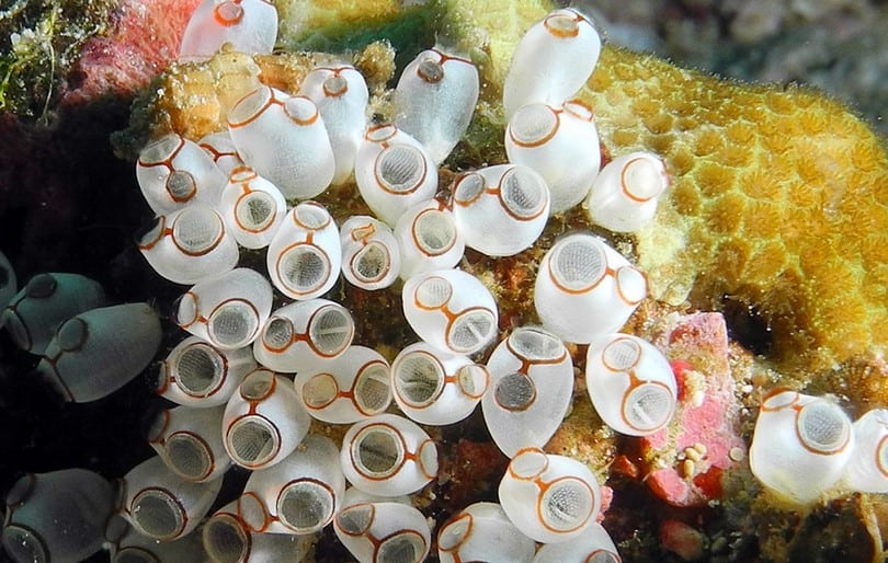 Sea Squirts Endocannabinoid System