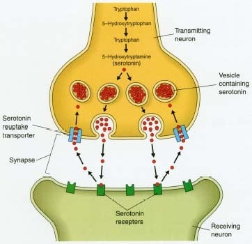 Serotonin.