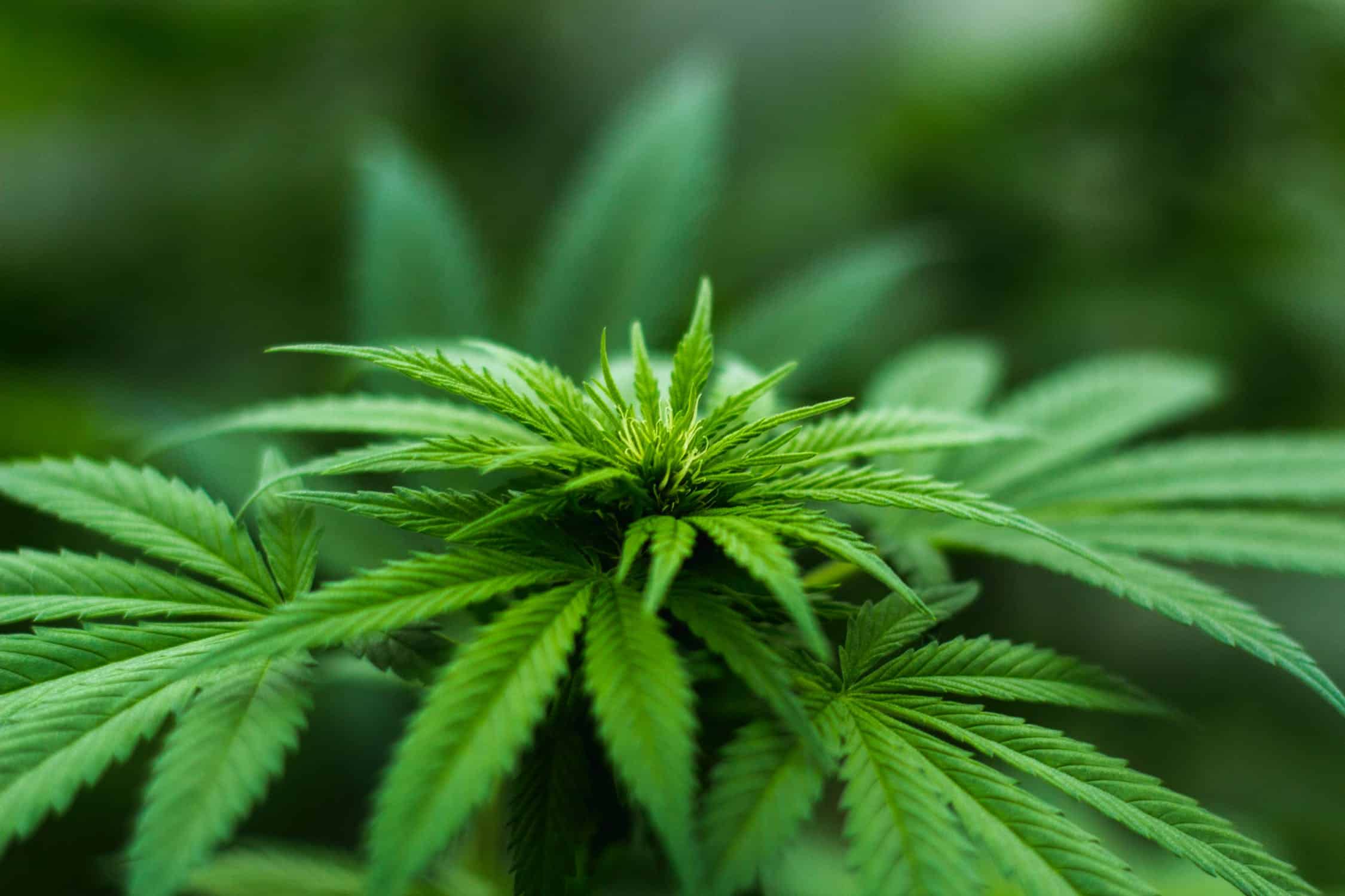 The CBD Flower