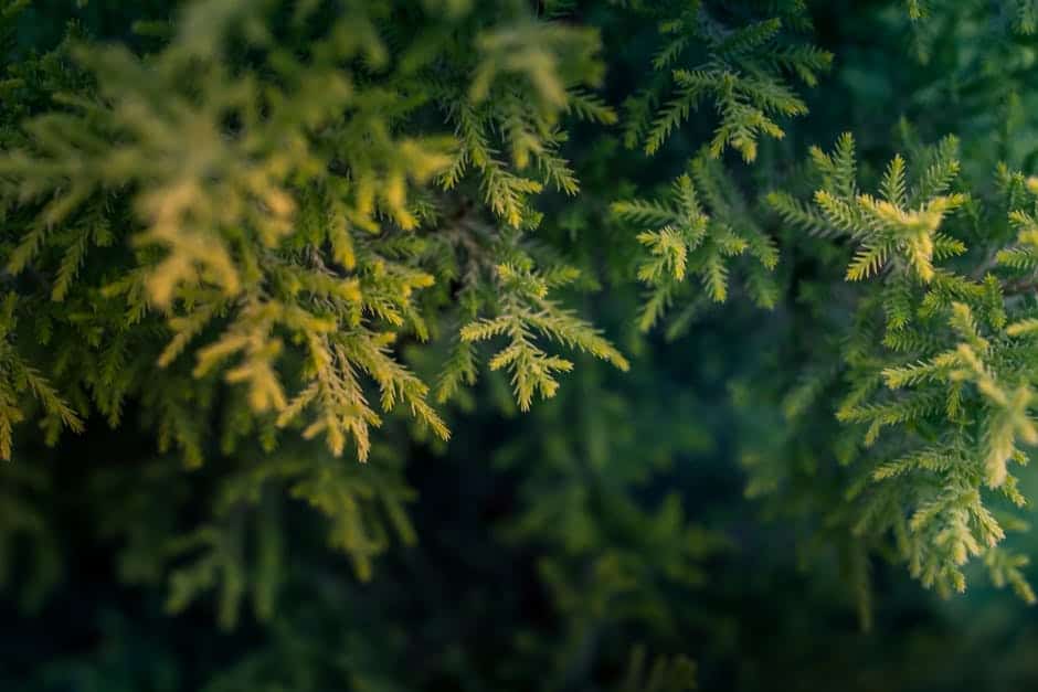 Pinene is a terpene