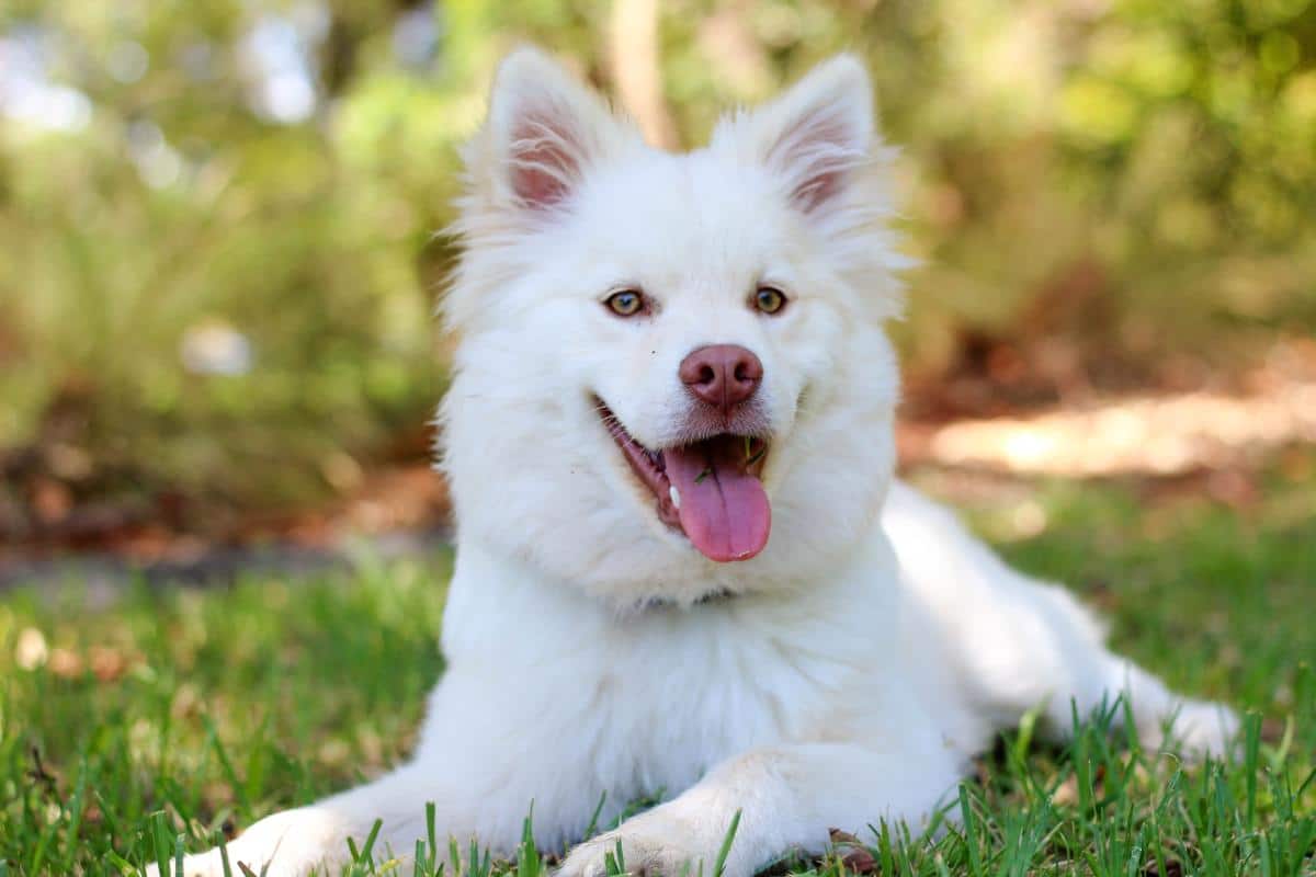 CBD for Dogs