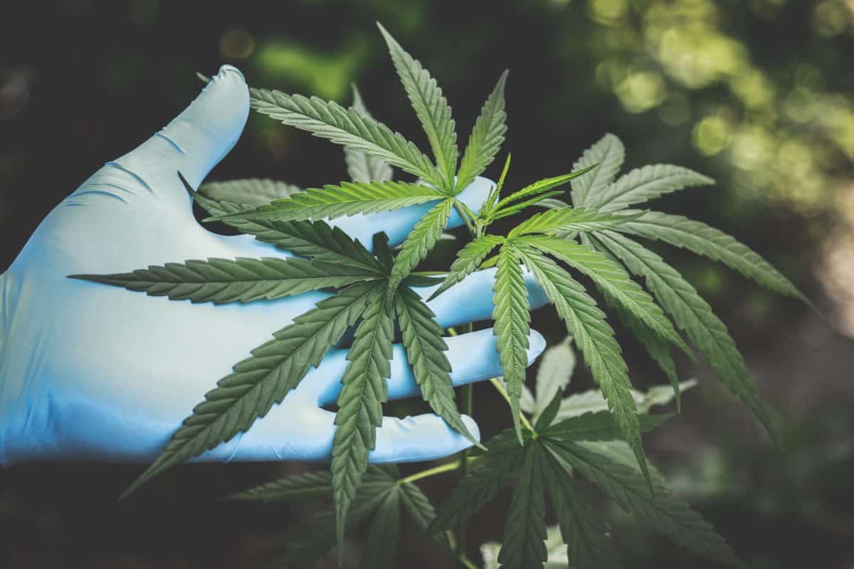 Hemp is commonly grown on farms.
