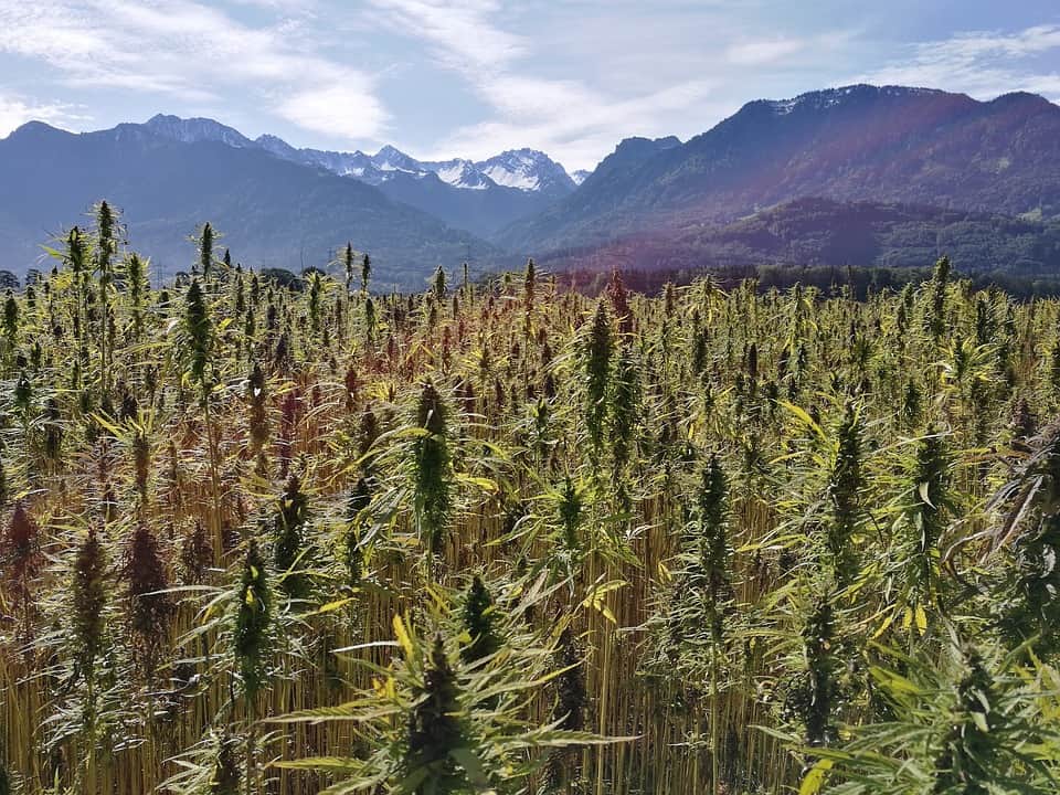 Hemp field with mountains in background