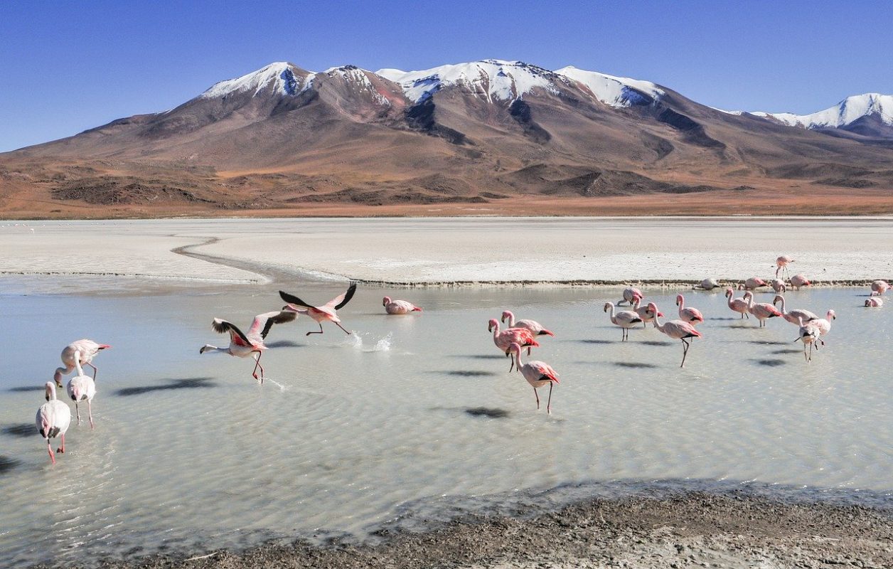 Flamingos in an alpine lake in Bolivia