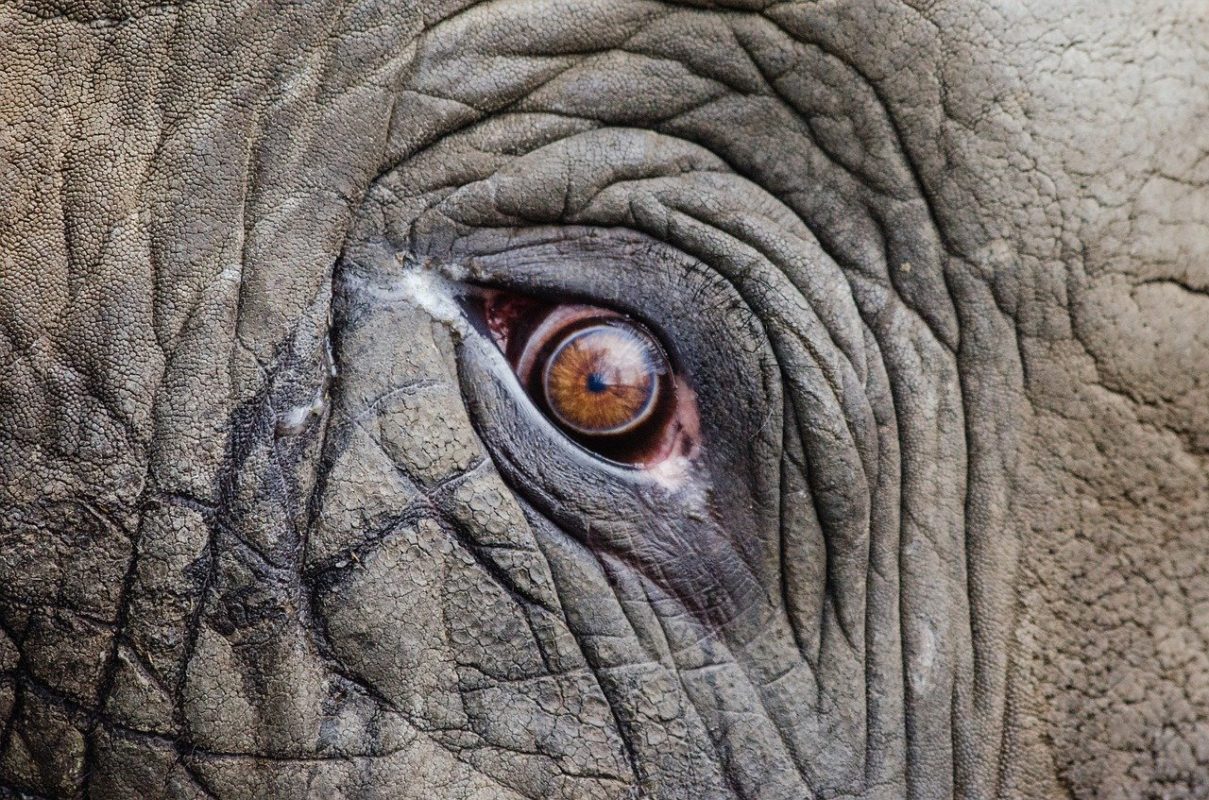 Close-up of elephant eye